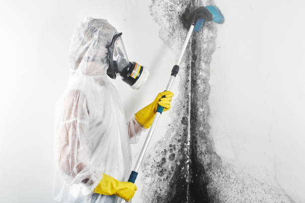 Best Mold Remediation for Vacation Homes  in Susan Moore, AL