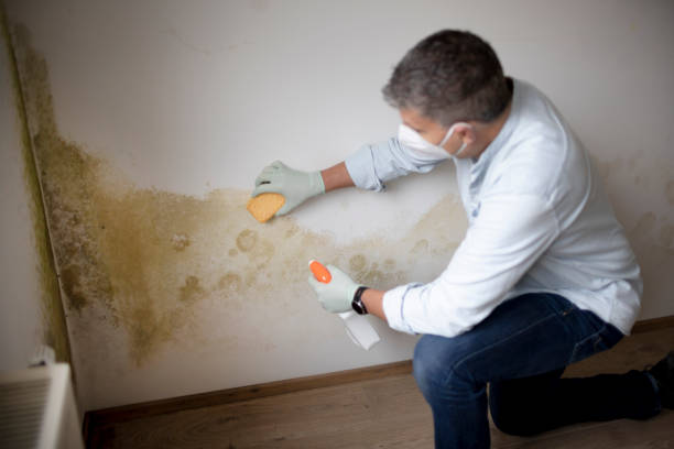 Reliable Susan Moore, AL Mold Removal Solutions